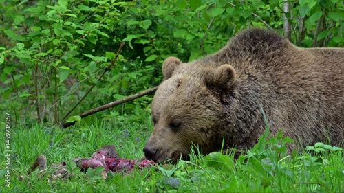 European brown bear (Ursus arctos) feeding on roe deer carcass, hidden in brushwood of forest