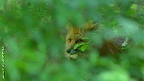Close-up of red fox (Vulpes vulpes) looking around through leaves in broadleaved forest in spring