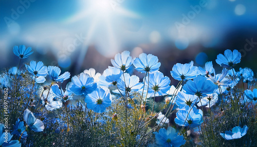 delicate blue flowers blue cosmos with beautiful toning artistic image of flowers