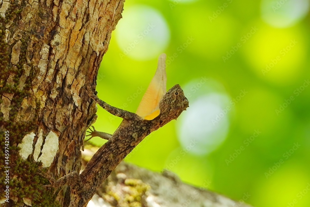 Obraz premium Flying Dragon Lizard on Tree Branch Vivid Green Background Wildlife Photography