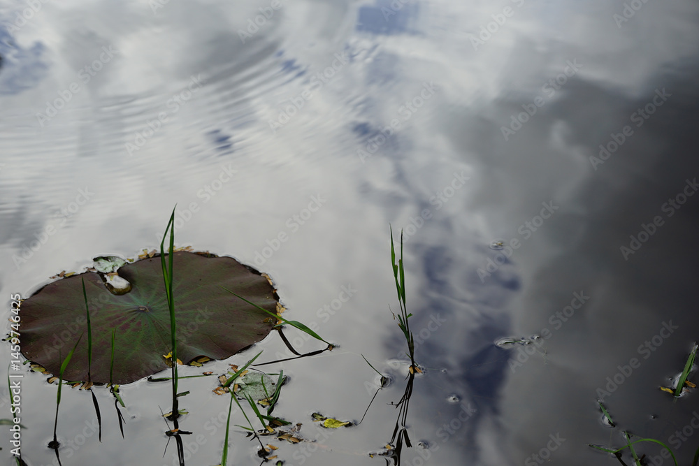 Pond surface with water lily leaf and grass. Nature landscape background. Reflection of sky with clouds in water. Cloudy day.