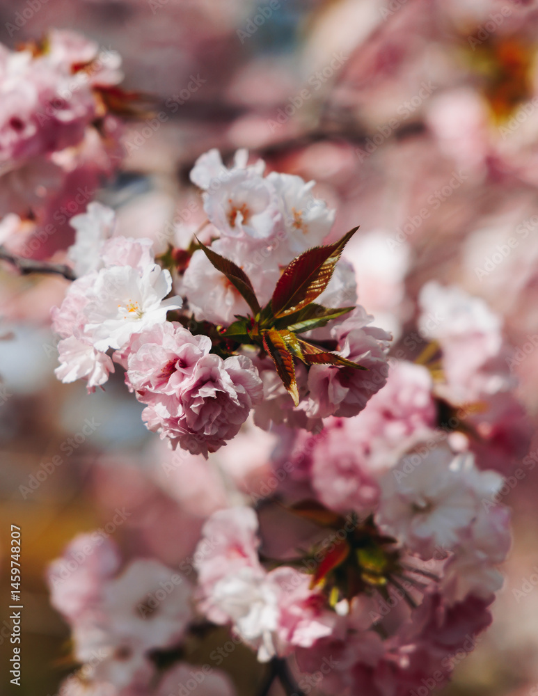 Fototapeta premium Cherry blossom season in Japan, hanami in park, blooming pink sakura, plum and peach trees in the streets of Fukuoka, Kyushu island region, sunny day, pink Cherry blossoms, spring full bloom in April