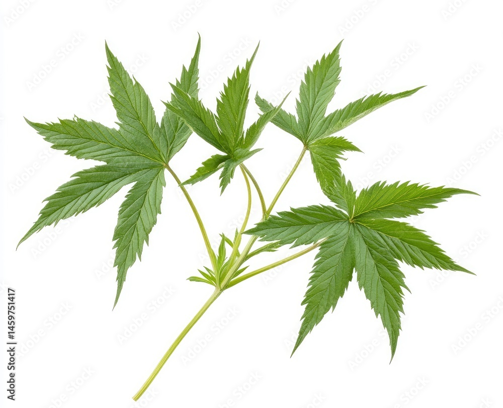 Green Leaf of Plant Green Leaf of Plant