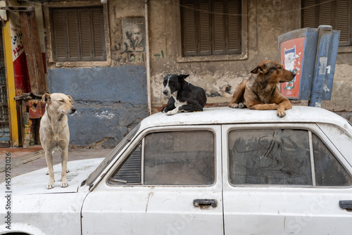 Three stray typical Egyptian street dogs on top of a parked car in the summer heat of Downtown Cairo, Egypt