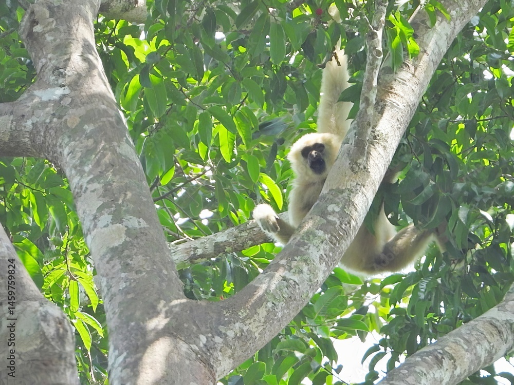 Obraz premium White handed Gibbon Hanging in Lush Tropical Rainforest Tree Canopy