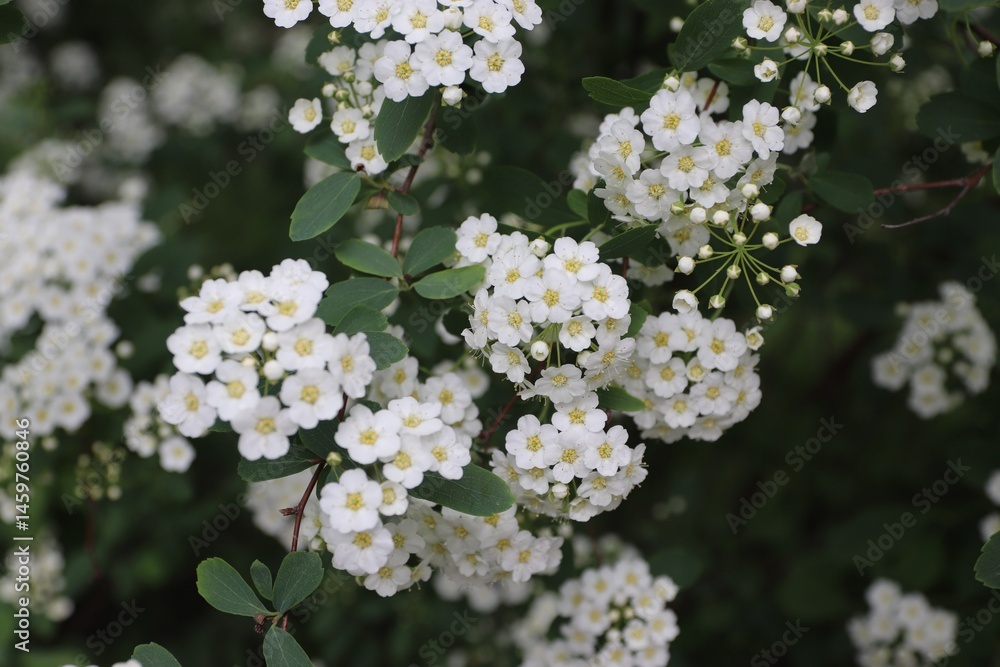 Spiraea cantoniensis, Riva spiraea, wedding wreath spiraea, double white May, Cape May or May bush is a species of plant native to China that belongs to the rose family. Spiraea cantoniensis, Riva spiraea, wedding wreath spiraea, double white May, Cape May or May bush is a species of plant native to China that belongs to the rose family.