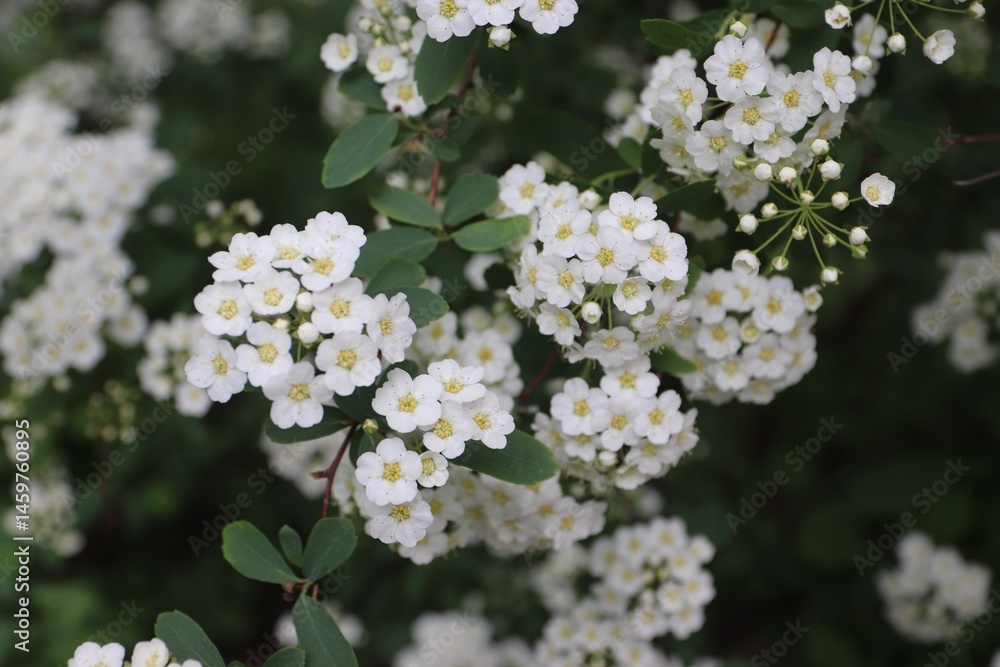 Spiraea cantoniensis, Riva spiraea, wedding wreath spiraea, double white May, Cape May or May bush is a species of plant native to China that belongs to the rose family. Spiraea cantoniensis, Riva spiraea, wedding wreath spiraea, double white May, Cape May or May bush is a species of plant native to China that belongs to the rose family.