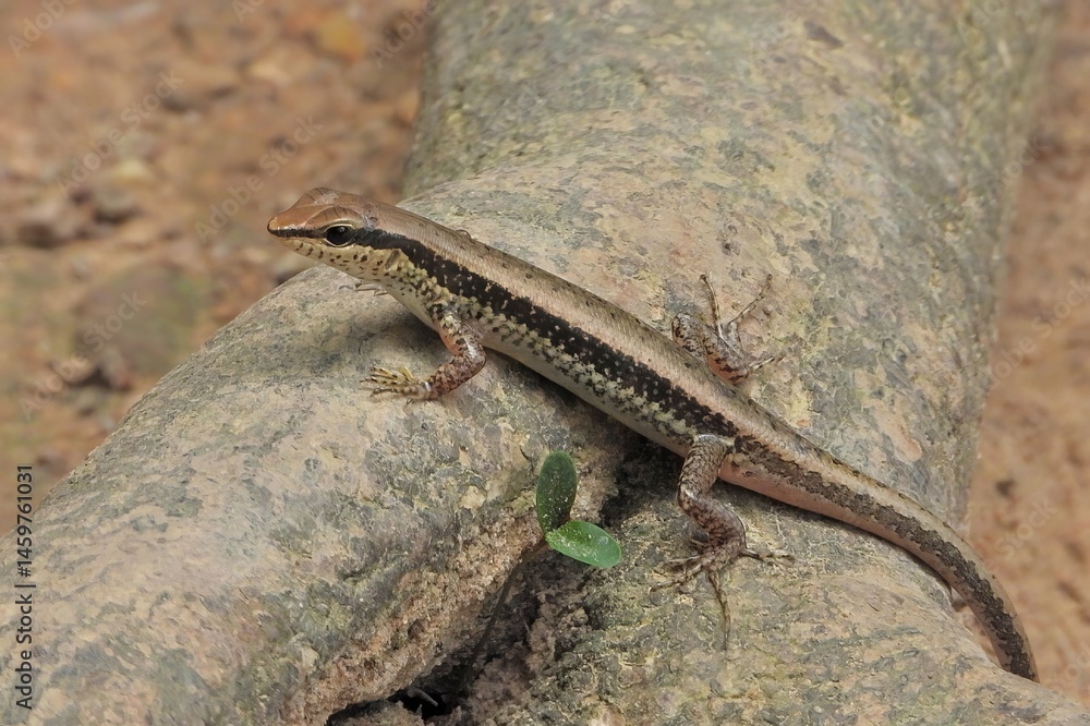 Close up of a Brown and Black Striped Skink Lizard on a Log in Nature Close up of a Brown and Black Striped Skink Lizard on a Log in Nature