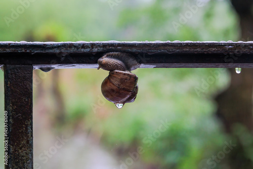 Obraz na płótnie Roman snail on metal railing after rain, Germany.. w salonie