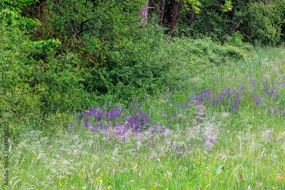 Violet wildflowers at forest edge in spring meadow, Germany..