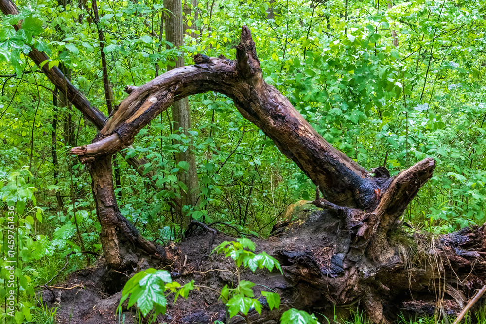 Fallen tree trunk in lush green forest, Germany..
