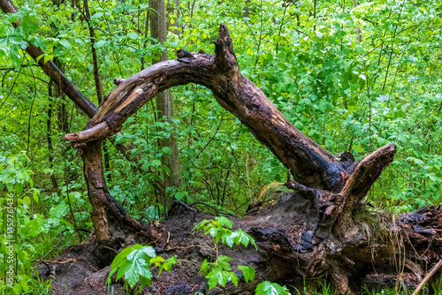 Obraz na płótnie Fallen tree trunk in lush green forest, Germany.. w salonie
