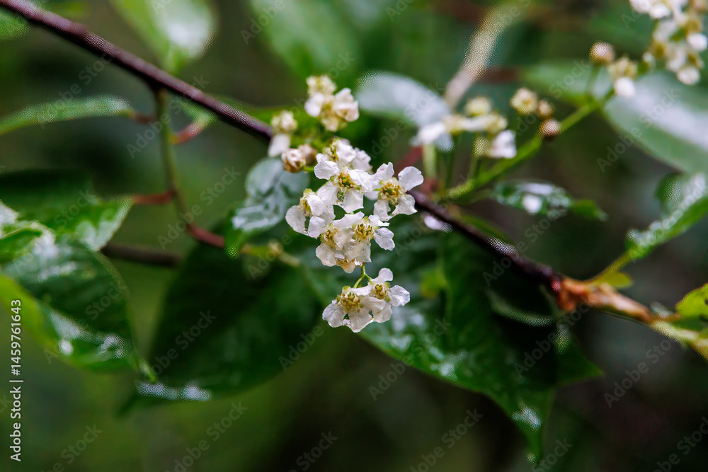 Bird cherry blossoms after rain, close-up, Germany..