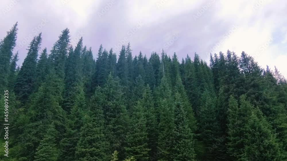 Beautiful Landscape With Trees In The Forest Beautiful Landscape With Trees In The Forest