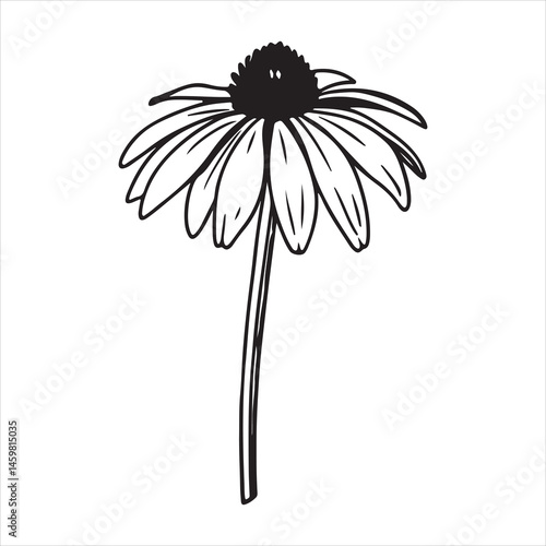 Vibrant Purple Coneflower (Echinacea) with Green Background