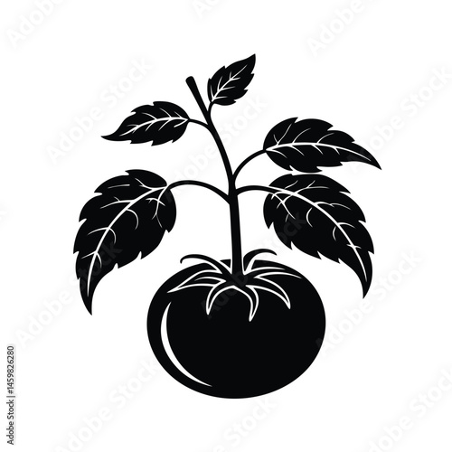 single heirloom tomato variety plant