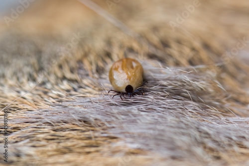 a soaked castor bean tick on the fur from a roe deer at a spring day