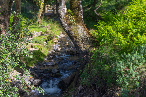 Small river flowing through tapada nacional de mafra in portugal