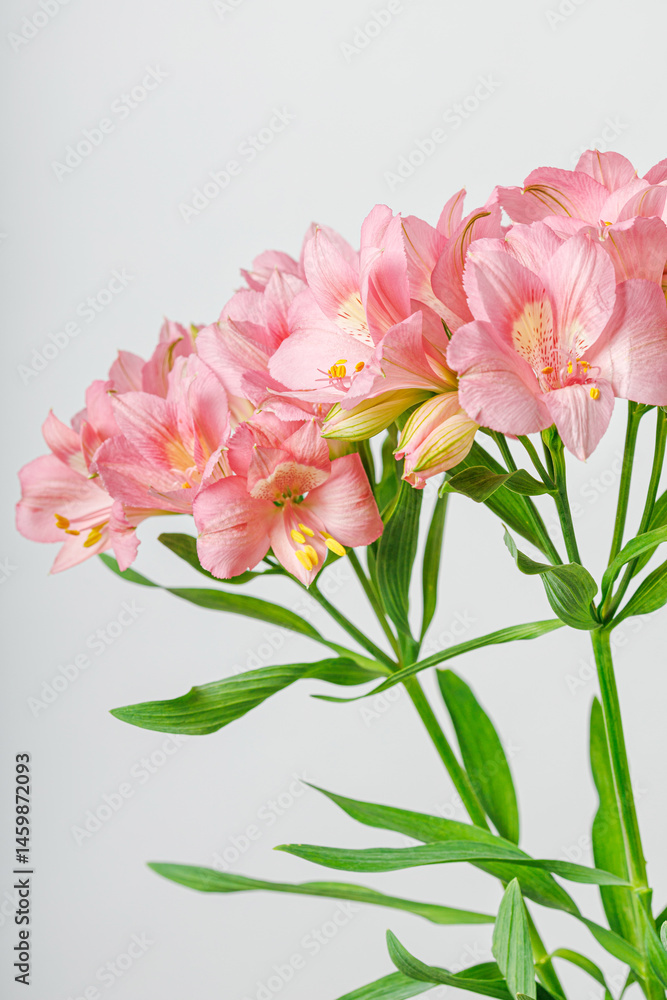 pink alstroemeria flower, Lily of the Incas, in vase on isolated white background