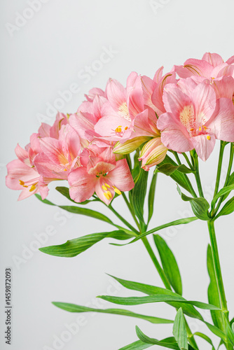 Obraz na płótnie pink alstroemeria flower, Lily of the Incas, in vase on isolated white background w salonie