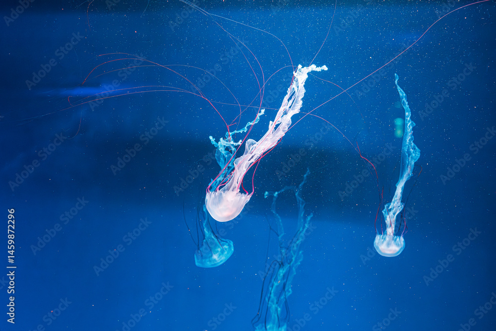 underwater photography jellyfish Purple striped jelly. Chrysaora colorata