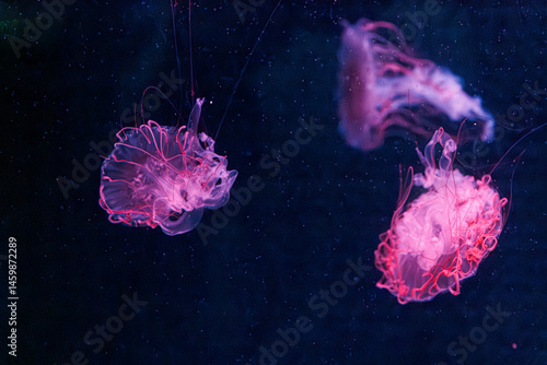 underwater photography jellyfish chrysaora melanaster, Northern Sea Nettle or brown jellyfish