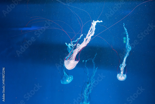 Obraz na płótnie underwater photography jellyfish Purple striped jelly. Chrysaora colorata w salonie