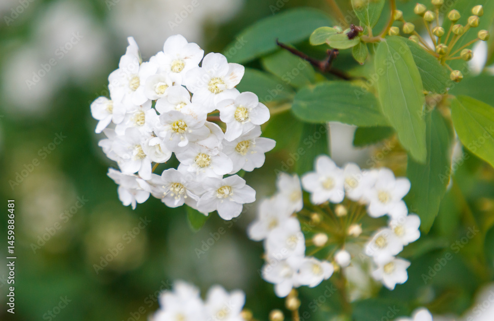 A bunch of white flowers with green leaves A bunch of white flowers with green leaves