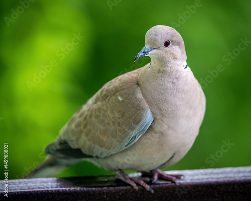 Quadro su tela Cute bird European Turtle Dove