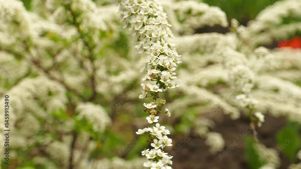 A flowering spirea bush is swayed by the spring wind A flowering spirea bush is swayed by the spring wind