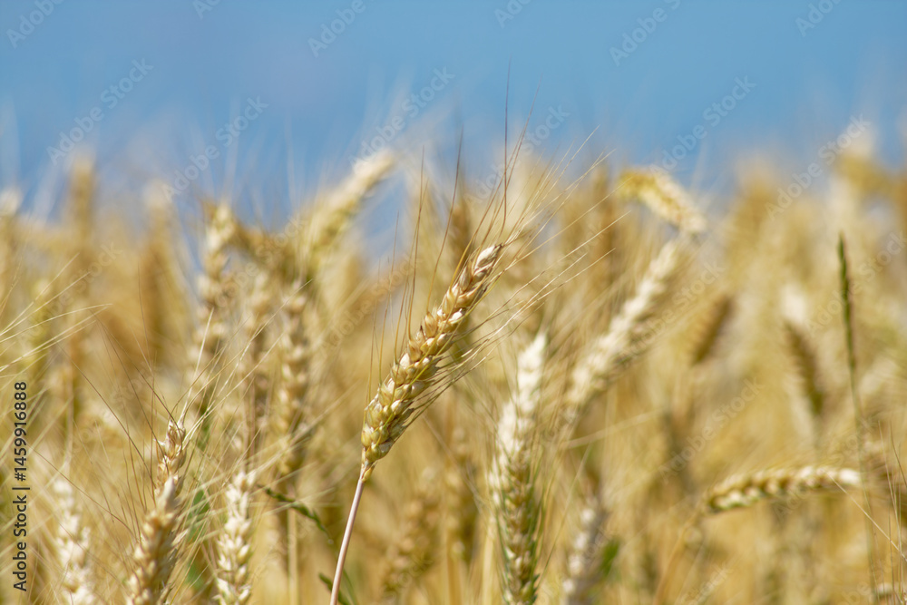 Bread wheat close-up. Bread wheat close-up.