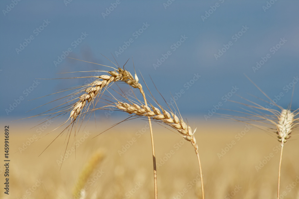 Bread wheat close-up. Bread wheat close-up.