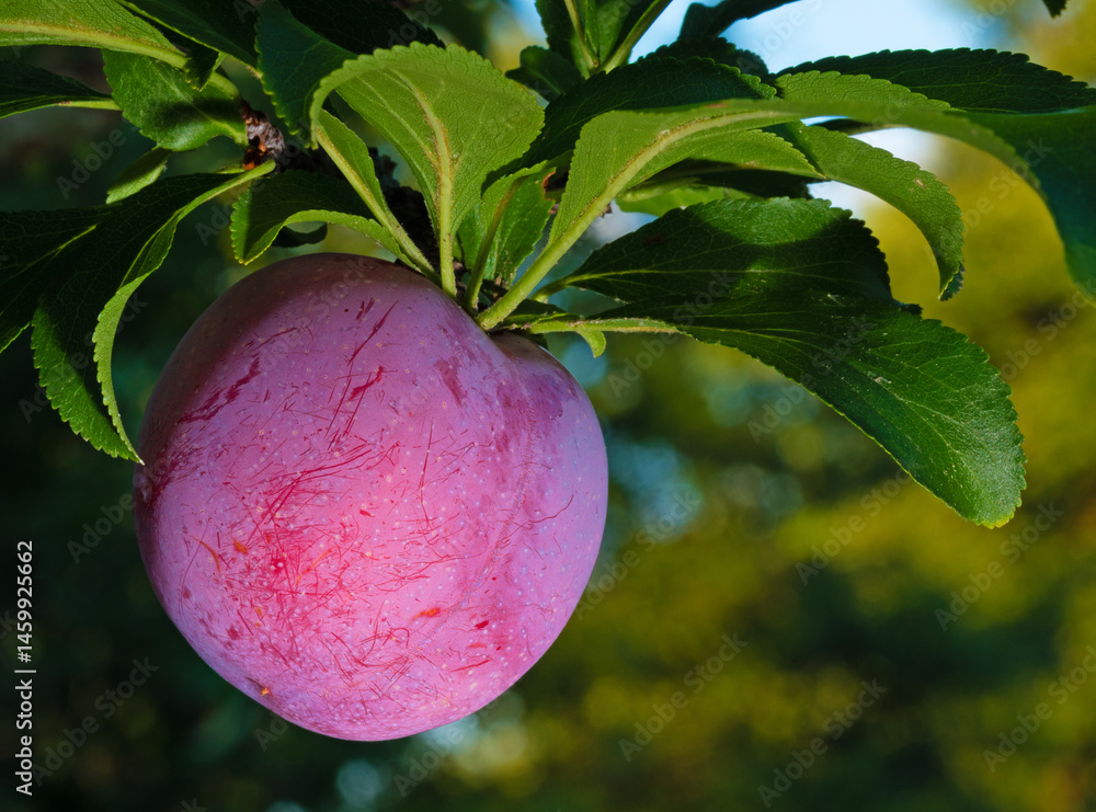 Ready to eat plum on the tree late in the day