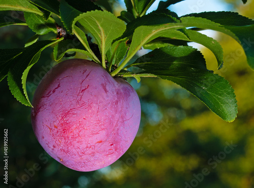 Obraz na płótnie Ready to eat plum on the tree late in the day w salonie