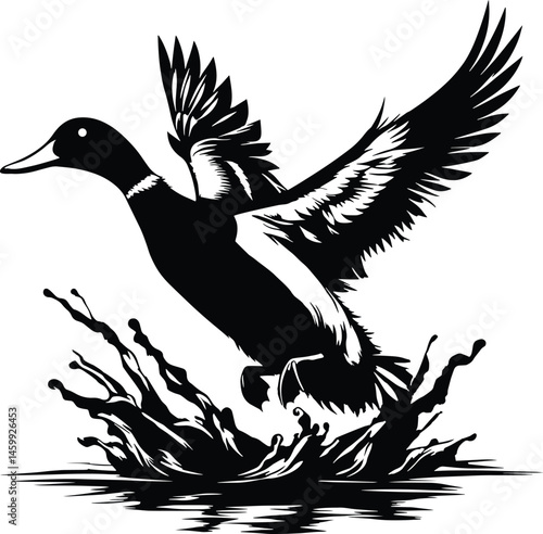 A duck silhouette taking off from water