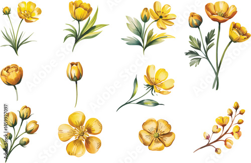 Set of yellow watercolor illustration, yellow wild flowers branches isolated on a white background