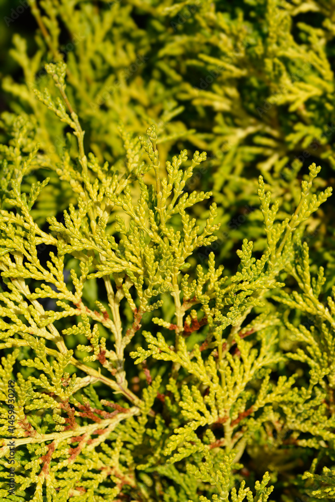 Hinoki cypress branch - Latin name - Chamaecyparis obtusa Kamarachiba
