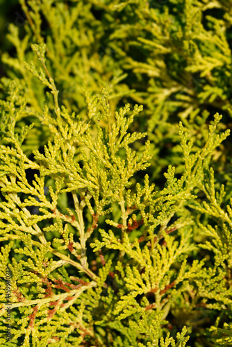 Hinoki cypress branch - Latin name - Chamaecyparis obtusa Kamarachiba