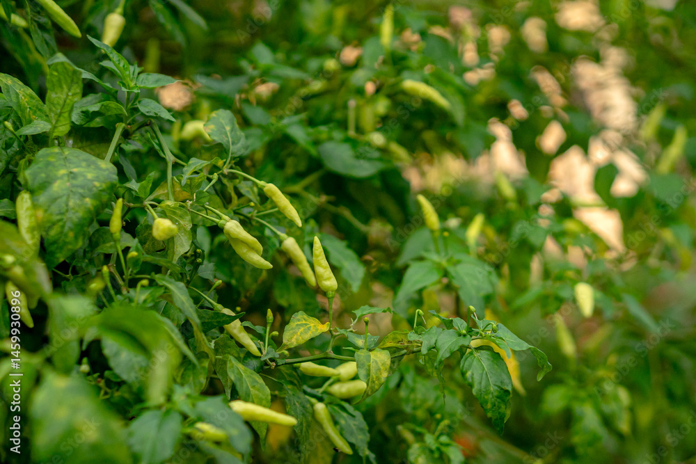 Green chili pepper plants growing in a lush garden, with fresh unripe chilies hanging on branches, perfect for agricultural, organic food, or spice-related visuals. Green chili pepper plants growing in a lush garden, with fresh unripe chilies hanging on branches, perfect for agricultural, organic food, or spice-related visuals.