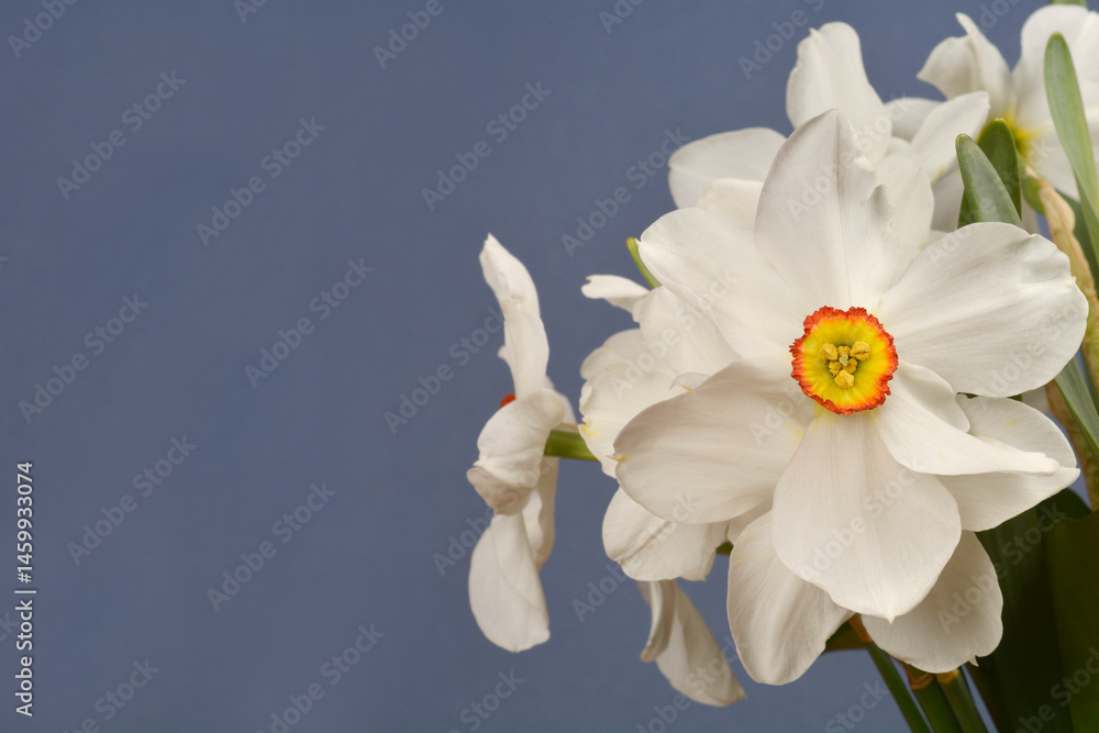 Poets daffodil white flowers - Latin name - Narcissus poeticus