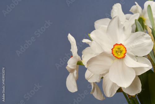 Obraz na płótnie Poets daffodil white flowers - Latin name - Narcissus poeticus w salonie