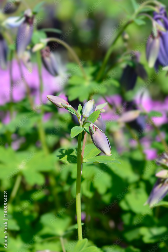 Columbine blue flower buds - Latin name - Aquilegia hybrida Spring Magic Navy and White