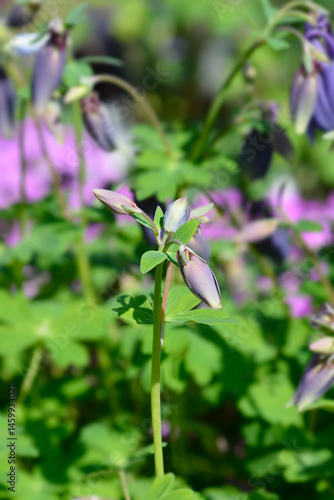 Obraz na płótnie Columbine blue flower buds - Latin name - Aquilegia hybrida Spring Magic Navy and White w salonie