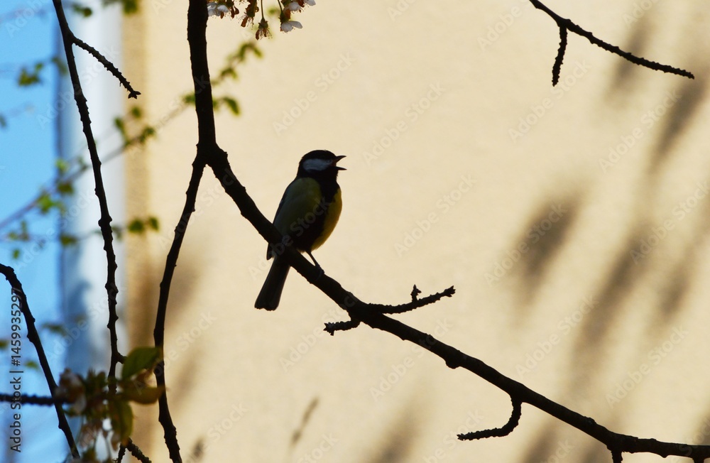 a little bird sings on a branch a little bird sings on a branch