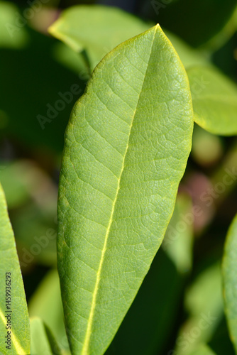 Rhododendron flower leaves - Latin name - Rhododendron Bernstein