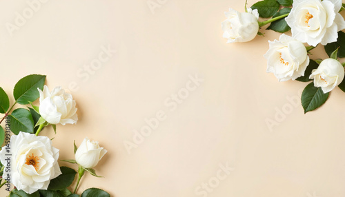 Elegant white roses arranged on a soft beige background  