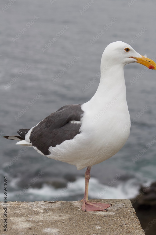 one legged Seagull standing with ocean backdrop in la jolla cove san diego california one legged Seagull standing with ocean backdrop in la jolla cove san diego california
