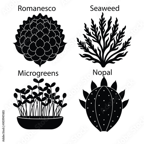 Nopal Romanesco Seaweed Vector Illustration
Green Vegetable Vector Design