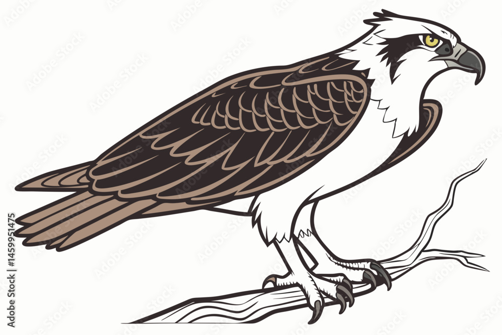 Obraz premium eagle on a branch