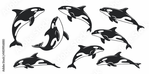 Orca killer whale vector illustration set black and white marine mammal ocean wildlife sea animal design art
